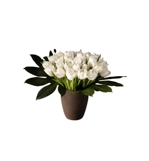 Ivory Pearl (White Tulips) Arrangement from Winston Flowers