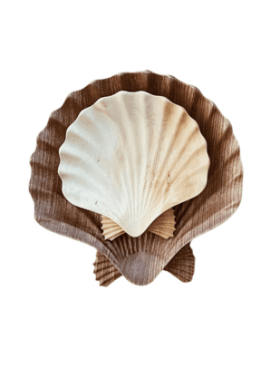 Hand Carved Scallop Shell from SL & Co